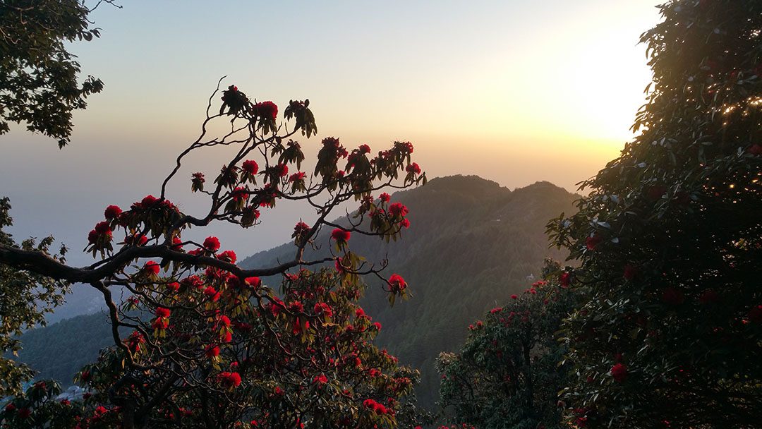 Dharamsala Rhododendron Bliss (I Indien med min Hennessy Hammock) 3