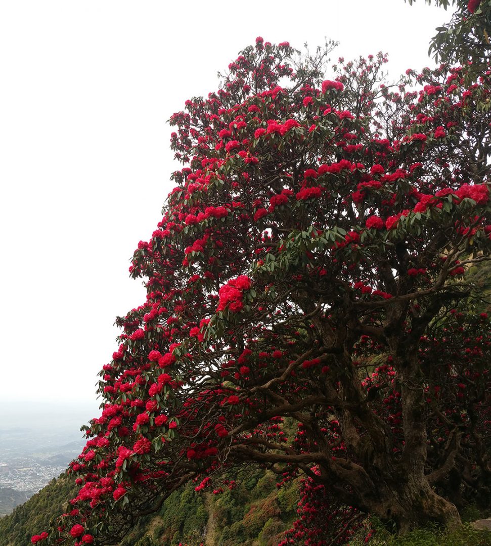 Dharamsala Rhododendron Bliss (I Indien med min Hennessy Hammock) 2